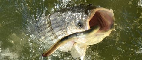 The striped bass Morone saxatilis.