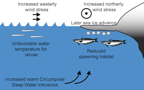 Silverfish & Sea Ice