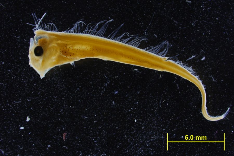 Larval Oarfish
