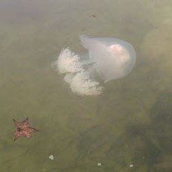 A mushroom cap jelly in Tabbs Creek, a tributary of the Rappahannock River. © Douglas Somervell.