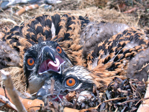 A pair of juvenile osprey in their nest. Photo by Bob Carroll.