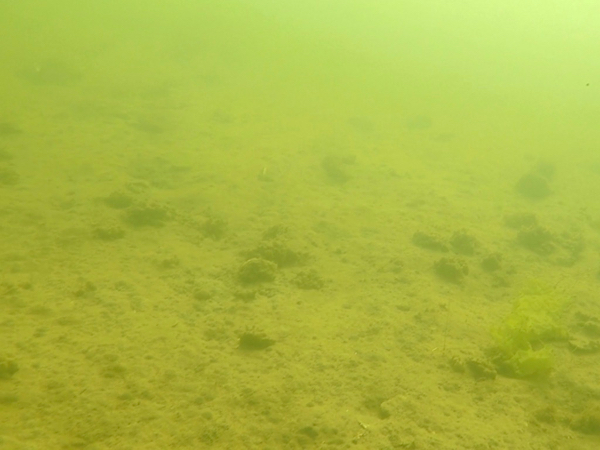 A photo of the bayfloor in Harris Creek, Maryland before oyster restoration.