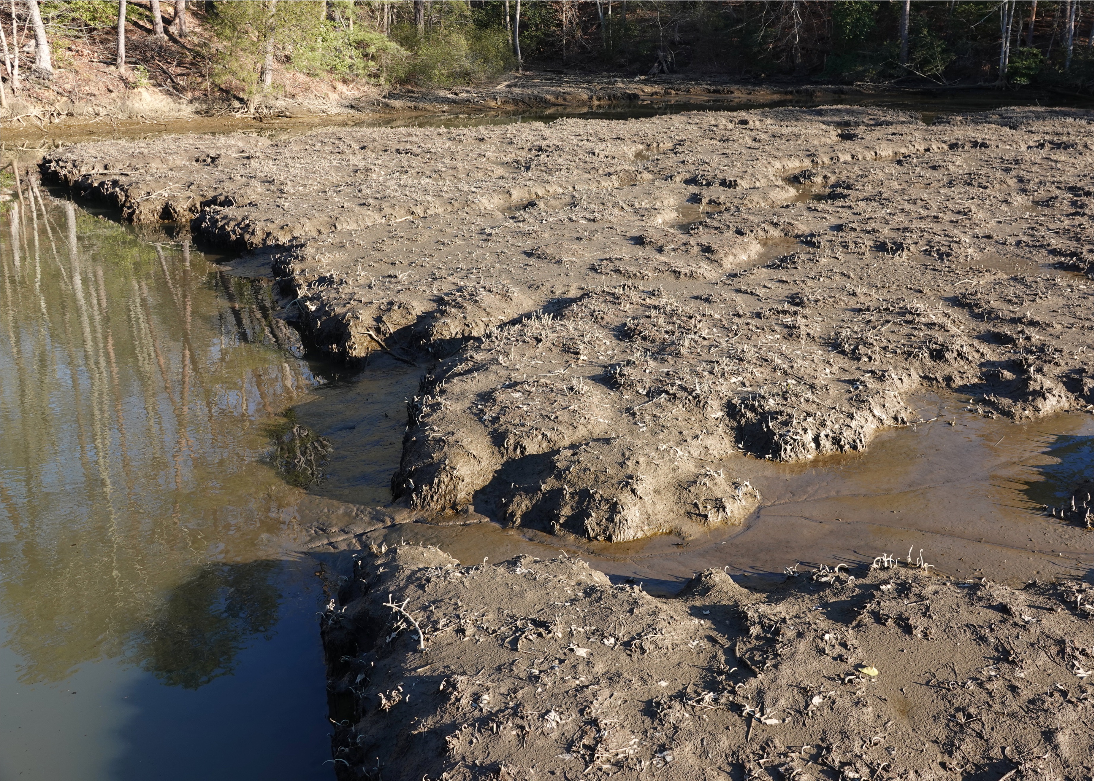 Winter Freshwater Tidal Marsh