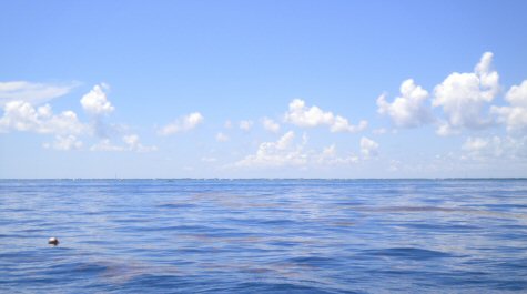 Sargassum mats