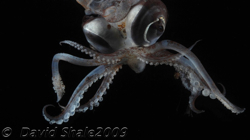 The cockatoo squid Teuthowenia megalops.