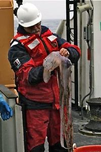 Mike Vecchione retrieves the big dumbo, a Cirrothauma magna approximately 5-ft. long, from the catch. The dumbo is the one not wearing a helmet and life vest. Photo by Amy Heger.