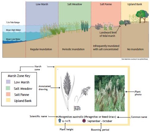 Field Guide to Virginia Salt & Brackish Marsh