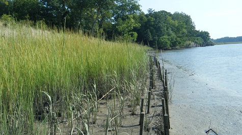 Fiber Logs - Aggressively Staked