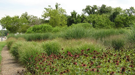 Native Grasses