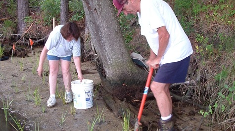 Planted Tidal Marsh - Shade