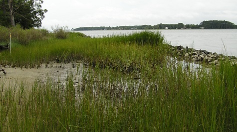 Marsh Toe Revetment - Recovery