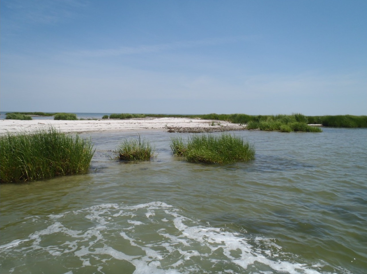 Terrapin Nesting