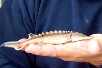 A baby sturgeon.