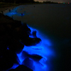 Bioluminescence