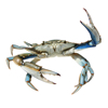 Blue Crab