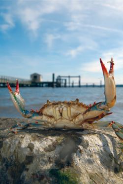 Not all crabs are crabby, but this one looks pretty mad. © S. Salpukas/W&M.