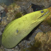 Moray Eel