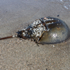 Horseshoe Crab