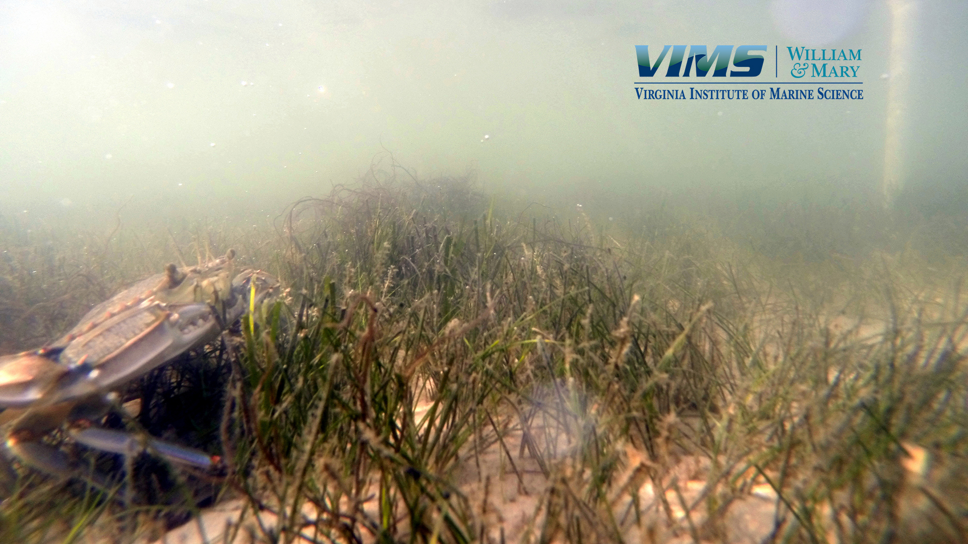 blue crab underwater