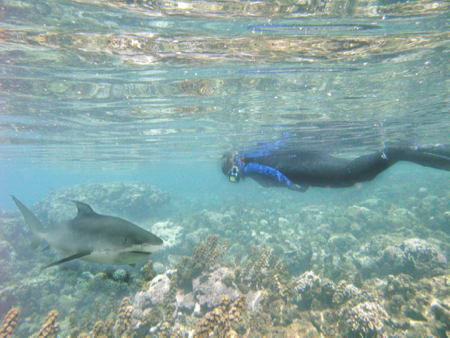 Is this snorkeler about to encounter a shark? No. That's because the shark was not actually in the water and rather added by VIMS graphic designer Susan Stein. Click for original baseline photo. © E. Rivest/VIMS.