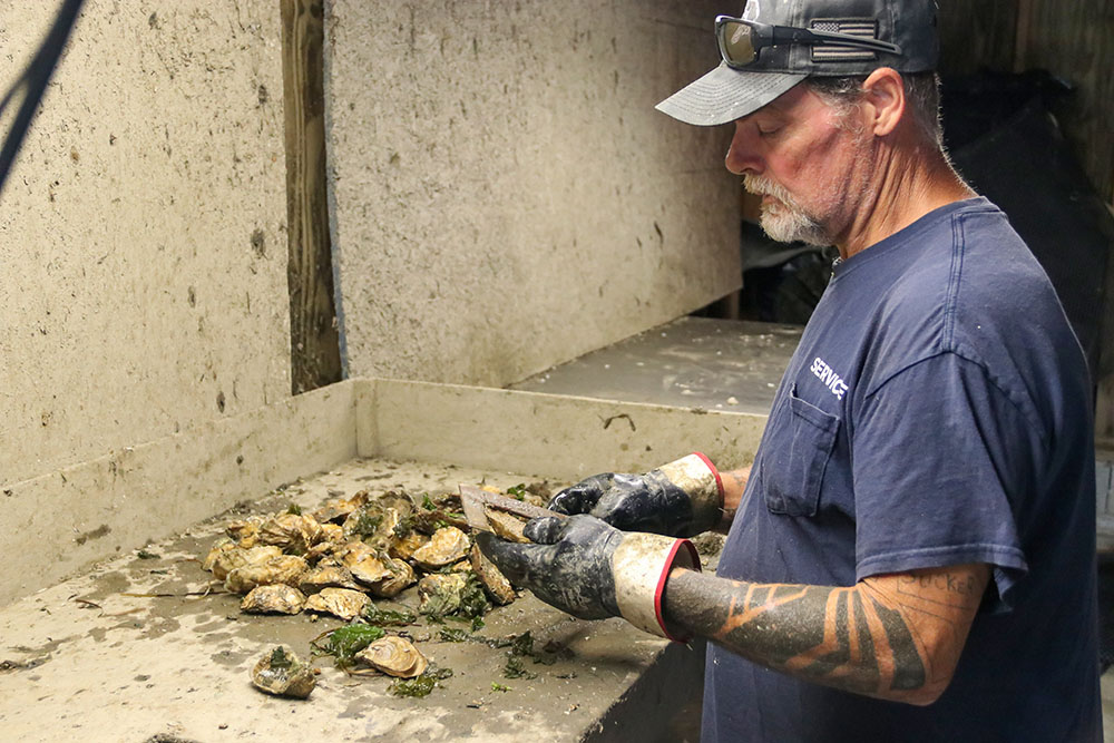 A Big Island Aquaculture employee examines the size and health of the oysters. He points out predators such as crabs and snails, as well as vegetation that can foul the cages. Photo by John Wallace.