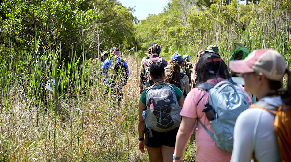 Participants transitioned from the marsh into the maritime forest on Parramore Island.