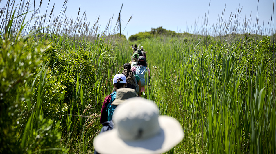 Exiting the interior lagoon on Parramore Island, participants navigated tall grasses on their way to the sand dunes.