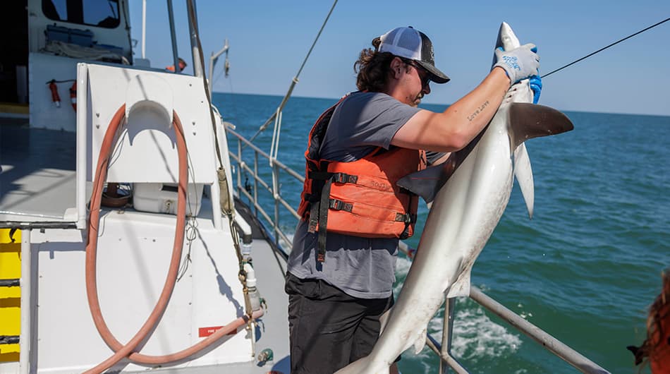 VIMS Annual Longline Shark Survey, photo credit VA Sea Grant