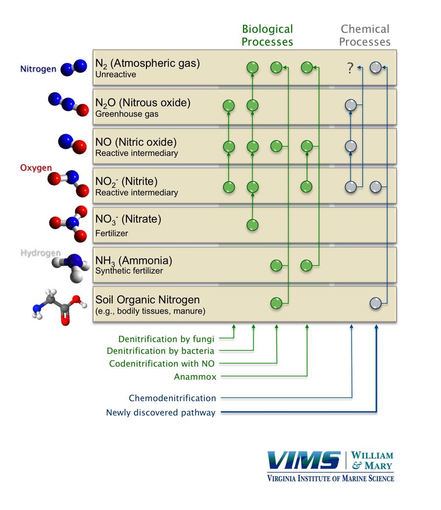 A schematic of the newly discovered nitrogen bypass.