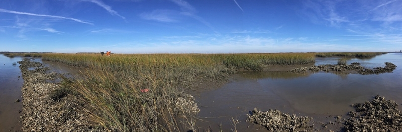 Saltmarsh Photo #2