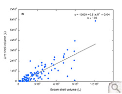 Brown shell volume (L) versus live shell volume (L) in the Great Wicomico River (region B).