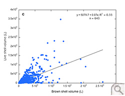 Brown shell volume (L) versus live shell volume (L) in the Rappahannock River (region C).