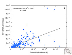 Brown shell volume (L) versus live shell volume (L) in Pocomoke and Tangier Sounds (region A).