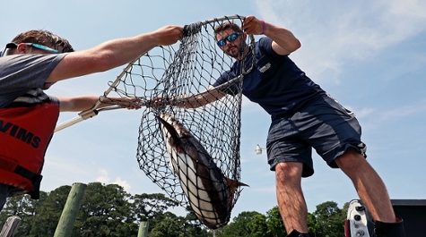 Cobia Capture