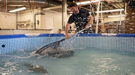 Cobia Netting