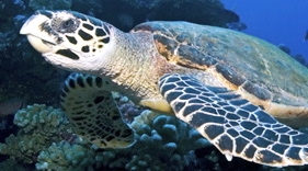 Hawksbill