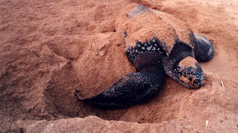 Nesting Leatherback