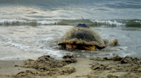 Tagged Loggerhead