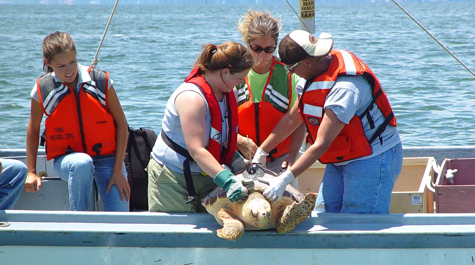 Loggerhead Release