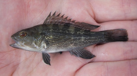 Black sea bass