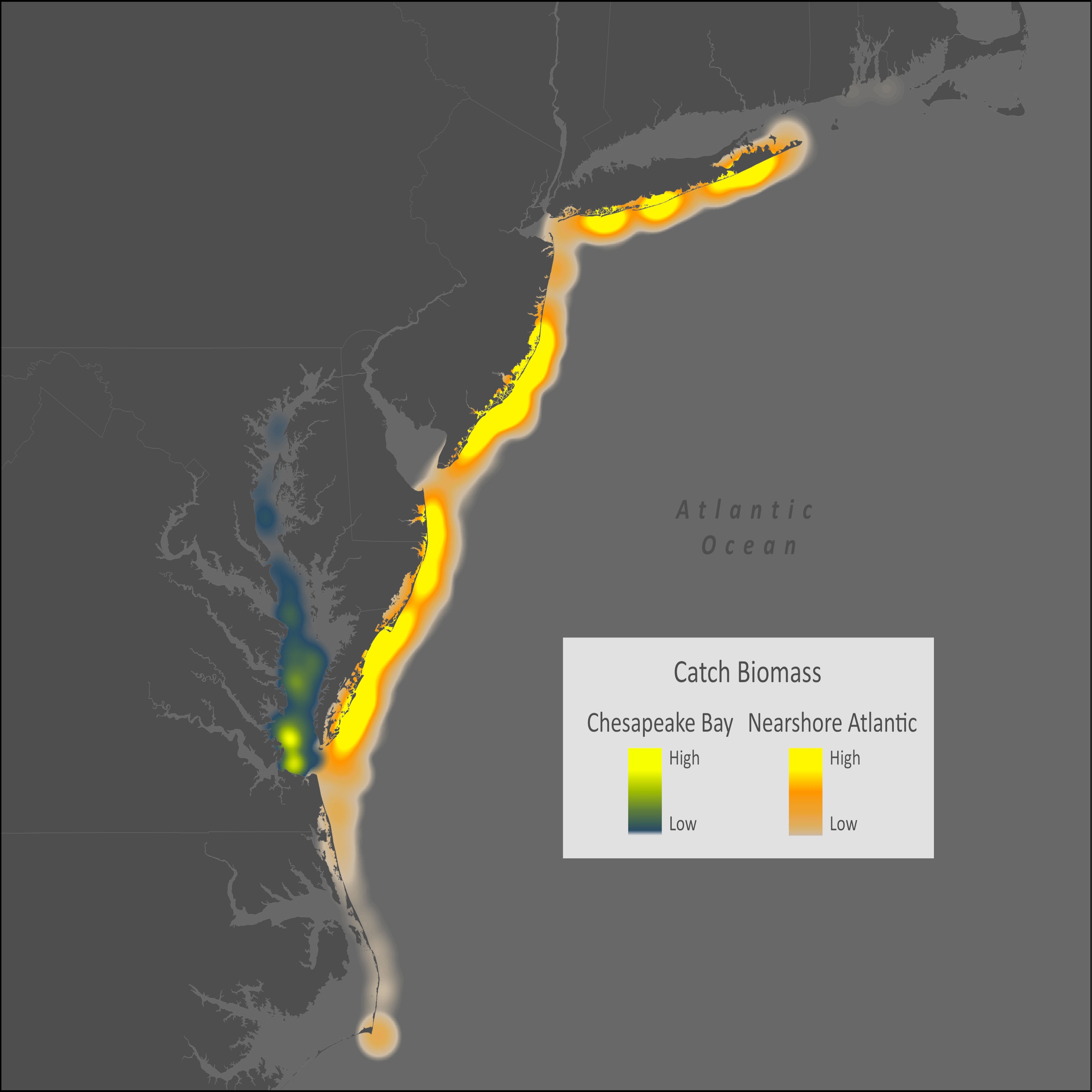 Bay Anchovy Distribution