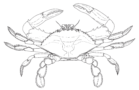 Blue Crab