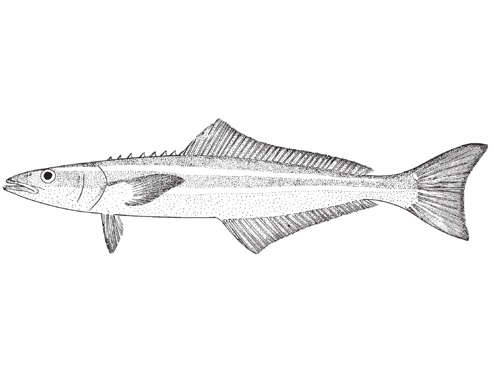 Cobia