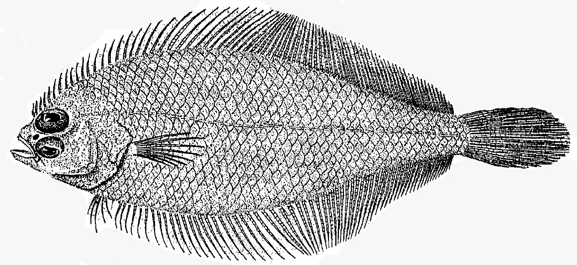 Gulf Stream Flounder