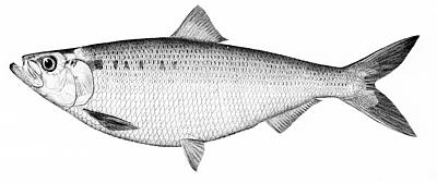 Hickory Shad