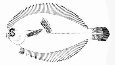 Smallmouth flounder