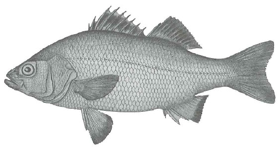 White Perch