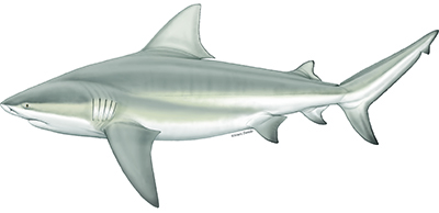 A bull shark. 