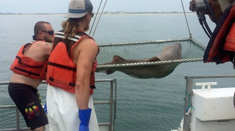 shark research opportunities for high school students